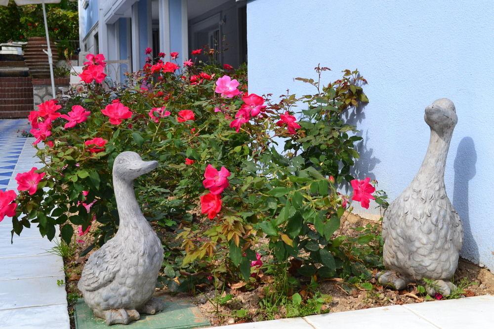 B And B Della Mimosa Desenzano del Garda Dış mekan fotoğraf